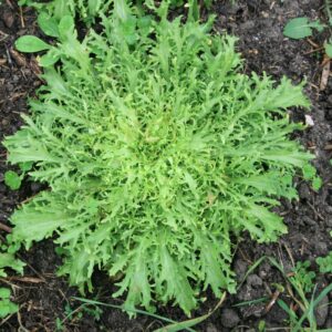 Chicorée Frisée d’Olivet