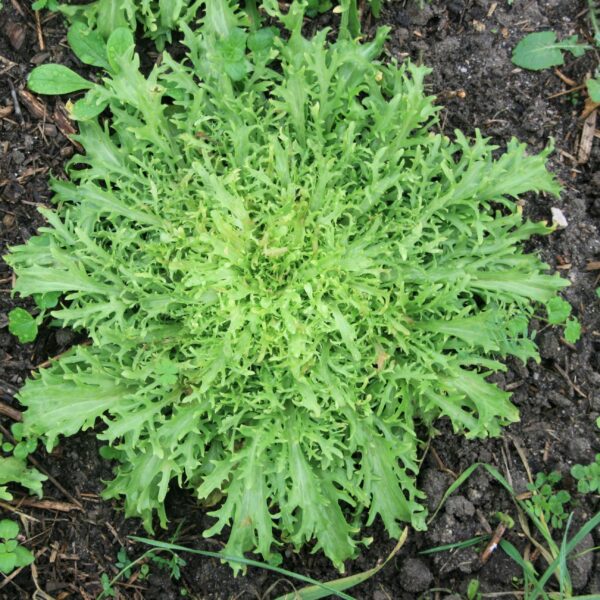 Chicorée Frisée d'Olivet