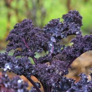 Chou Kale Rouge