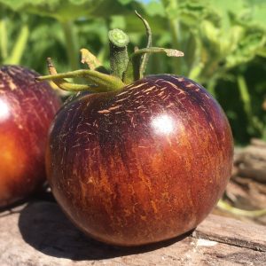 Tomate Stripes of Yore