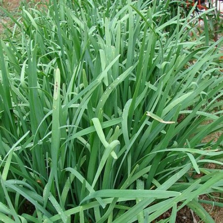 Mille Variétés Anciennes