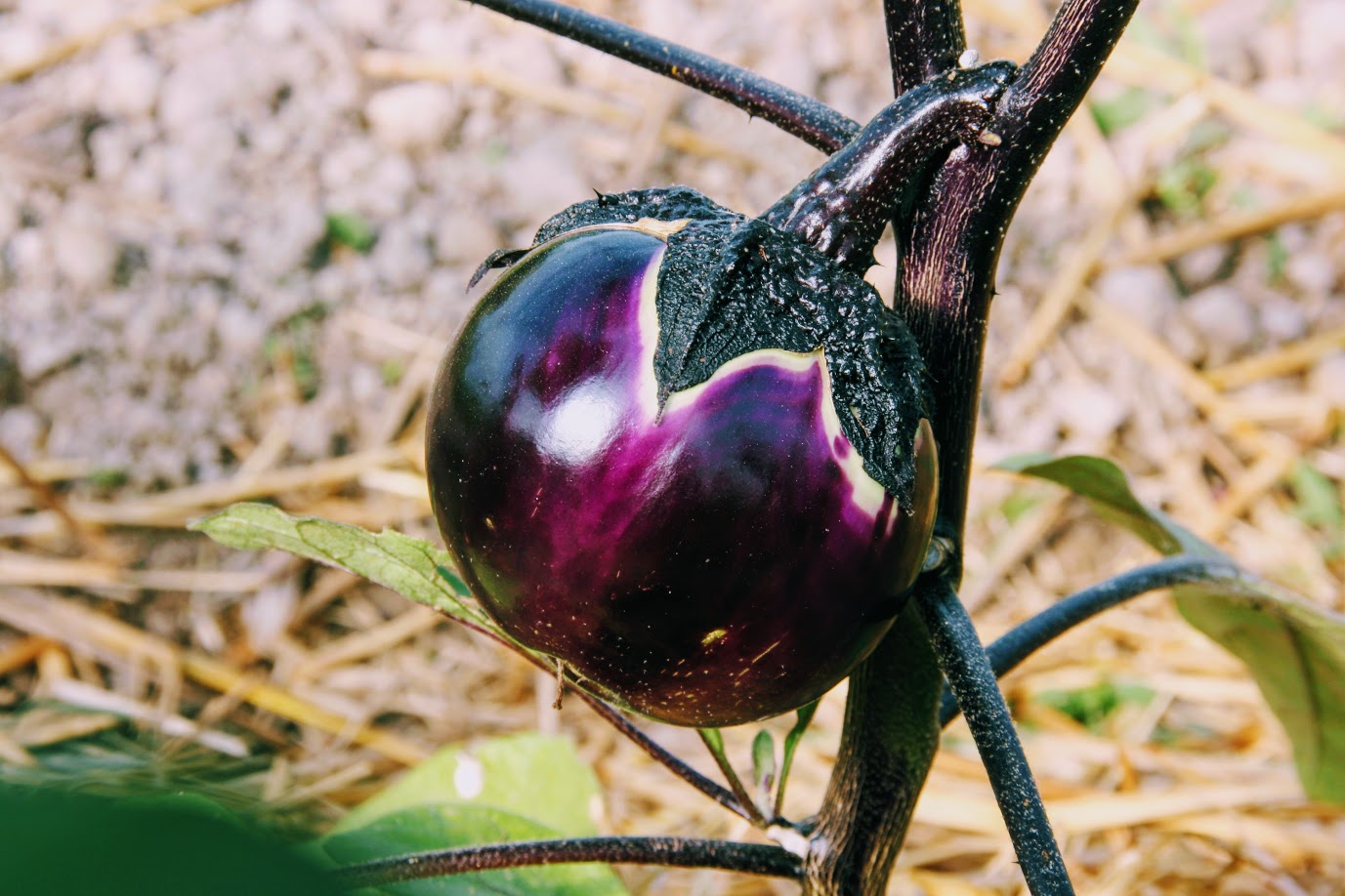 Aubergine ronde Valence Mille Variétés Anciennes