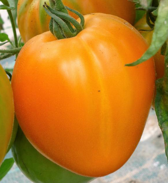 Tomate Cœur de Bœuf Jaune - Mille Variétés Anciennes
