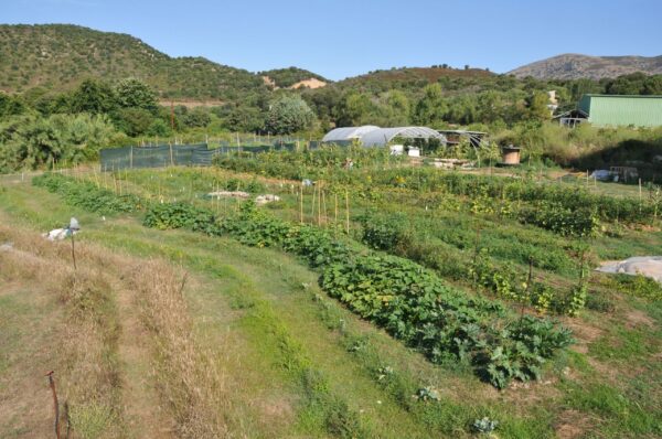 Conception d'un Jardin Naturel Productif en Permaculture