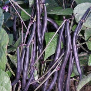 Haricot Mangetout nain Reine des Pourpres