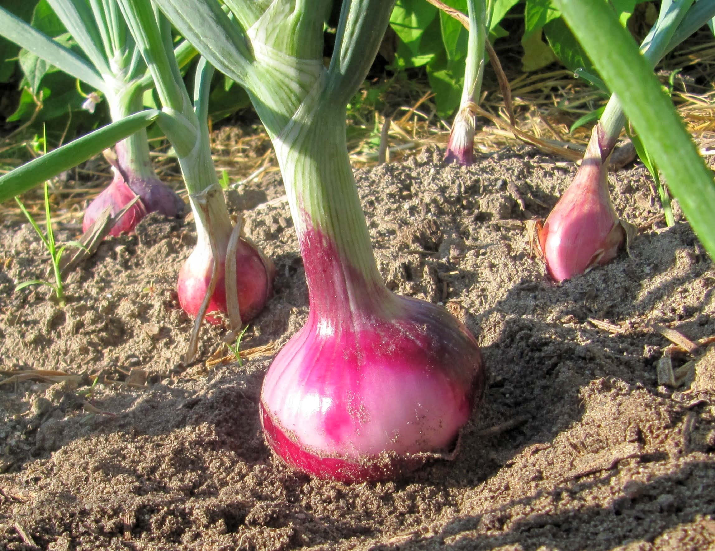 Oignon Rose des Sables - Mille Variétés Anciennes