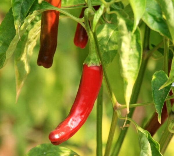 Piment Indien « de Navdanya »