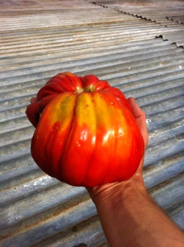 Tomate Grosse de Trélazé