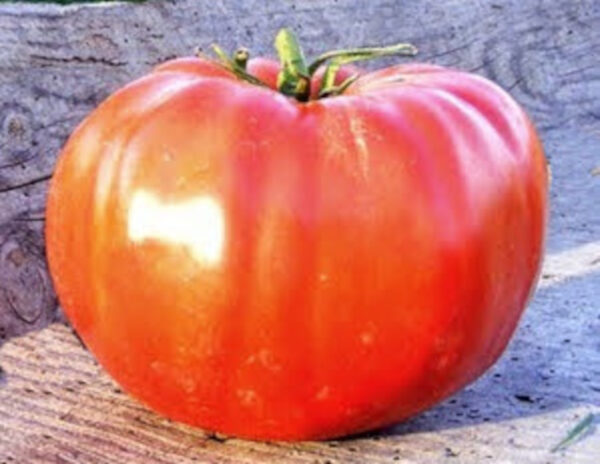 Tomate Sainte Lucie