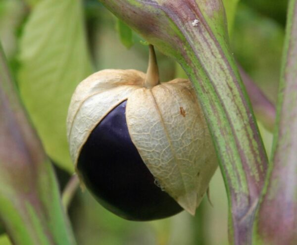 Tomatillo Violet du Mexique
