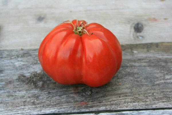 Tomate Grosse de Trélazé – Image 3
