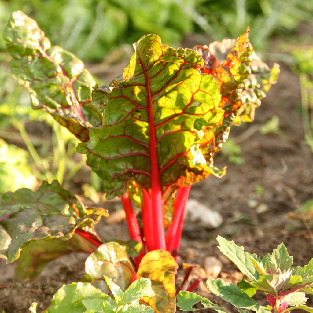 Graines Poirée Verte à Carde Blanche BIO Les Doigts Verts