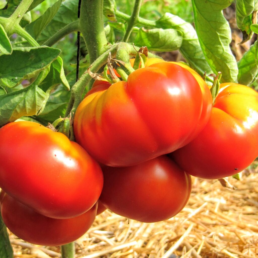 Mille Variétés Anciennes