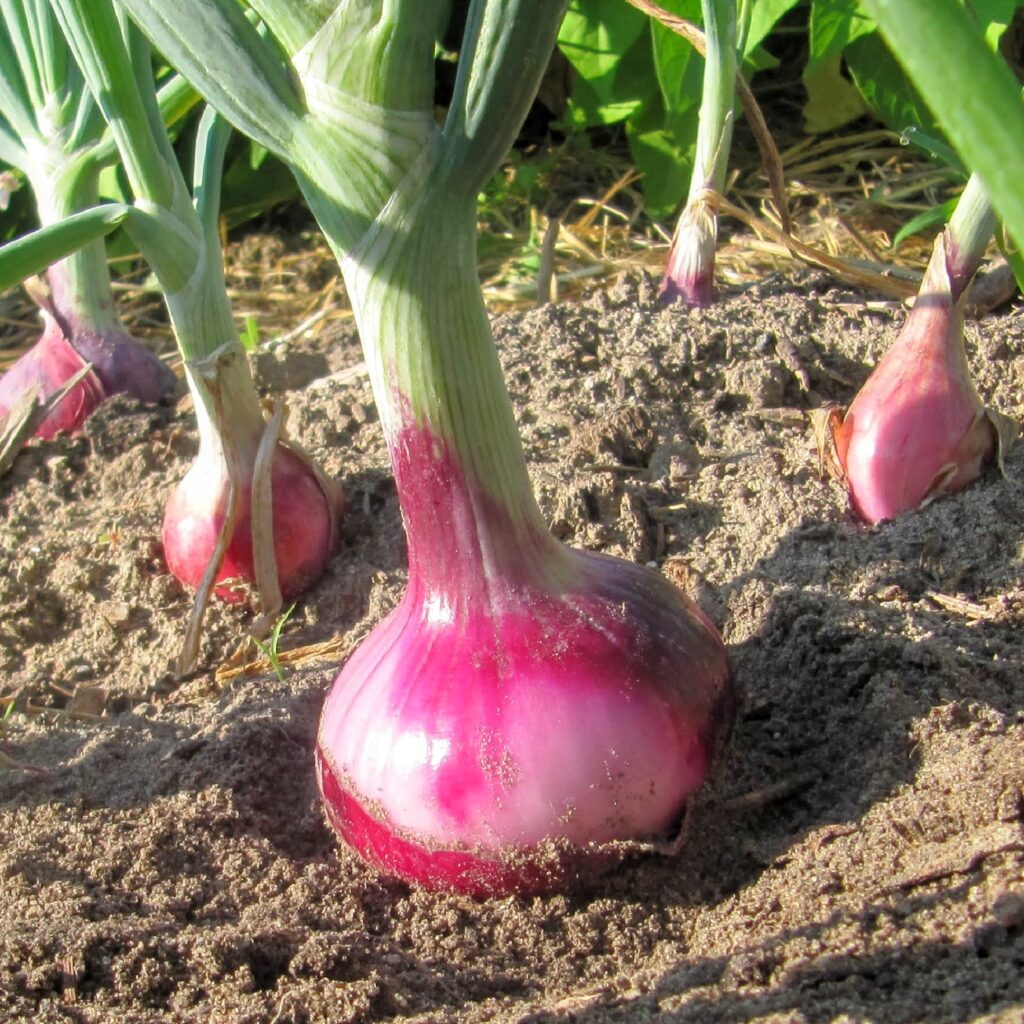 Mille Variétés Anciennes