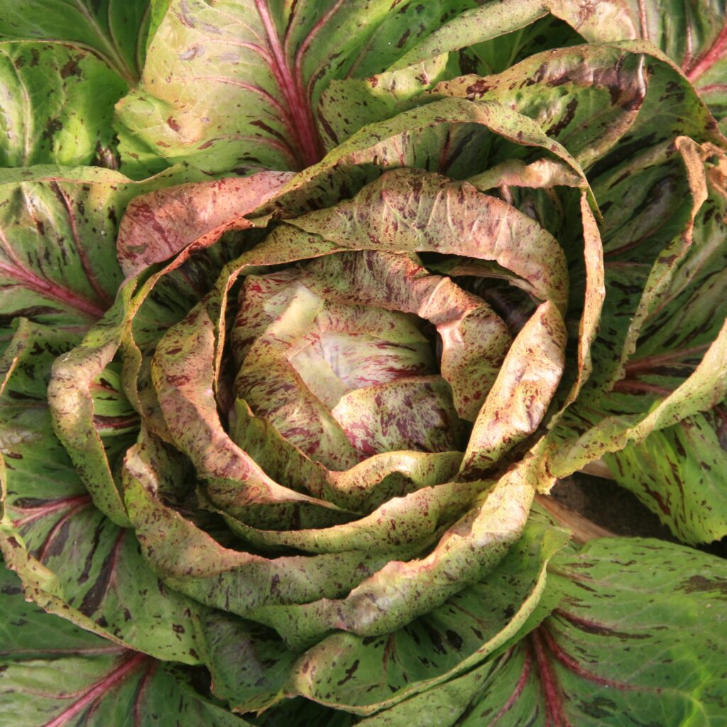Chicorée Variegata di Lusia
