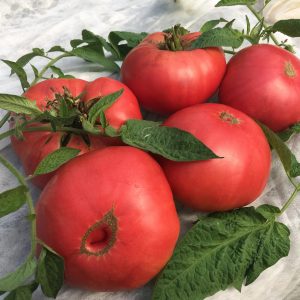 Tomate Mikado Rose
