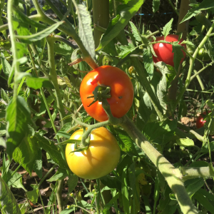 Tomate Budaï Torpe