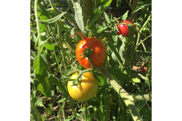 Tomate Budai Torpe - Conservatoire Mille Variétés Anciennes