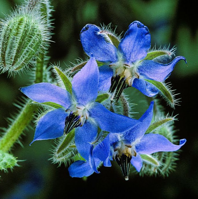 Bourrache - Conservatoire Mille Variétés Anciennes
