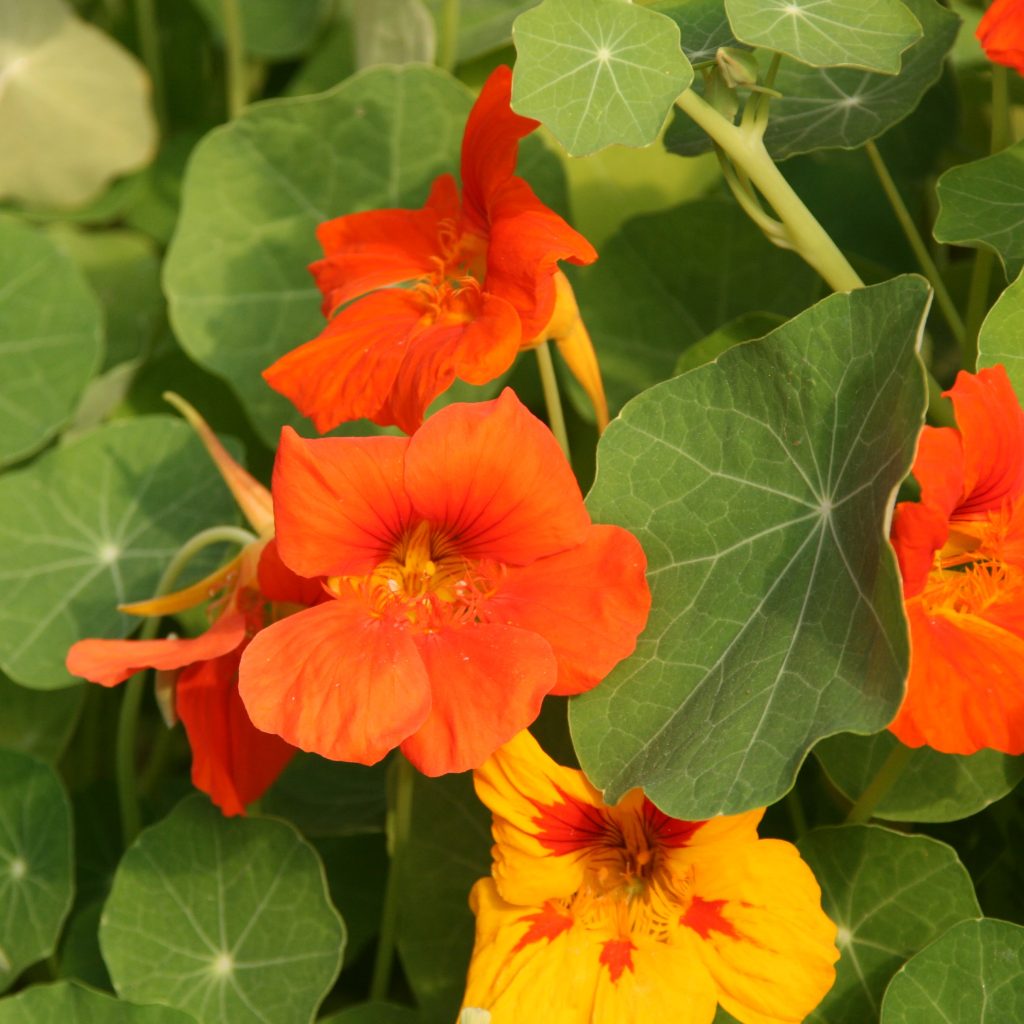 Capucine - Conservatoire Mille Variétés Anciennes