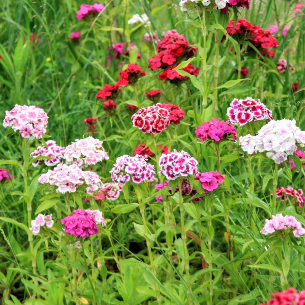Oeillet de Poète - Conservatoire Mille Variétés Anciennes