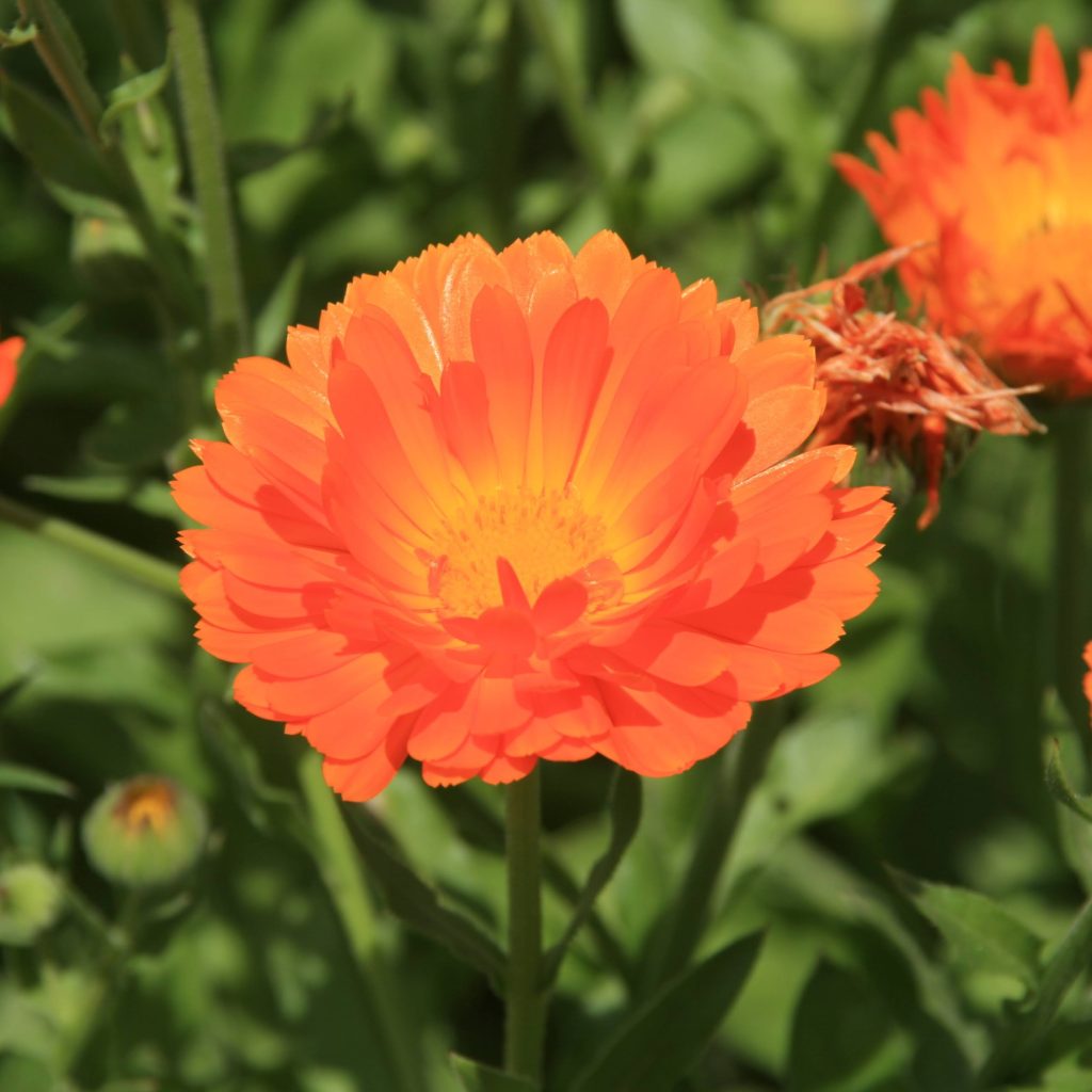 Souci Calendula - Conservatoire Mille Variétés Anciennes