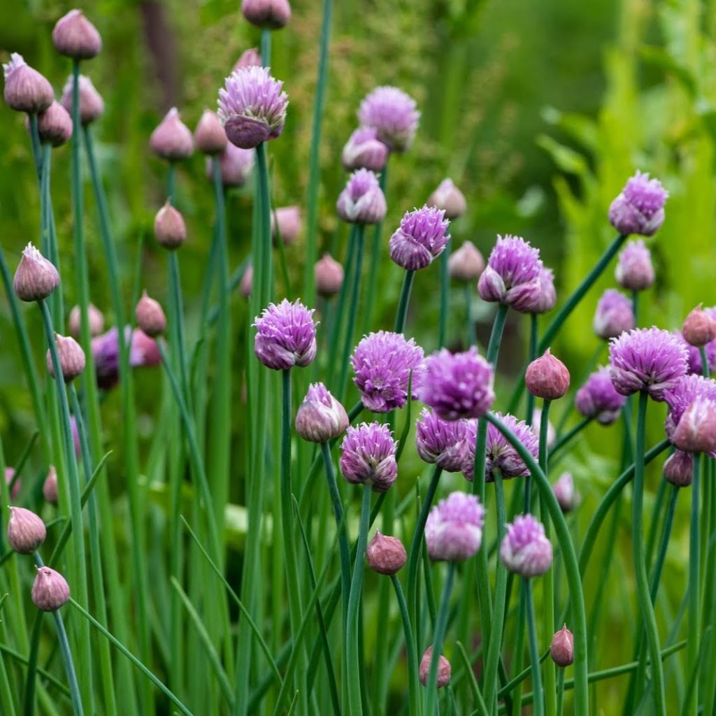 Ciboulette - Conservatoire Mille Variétés Anciennes