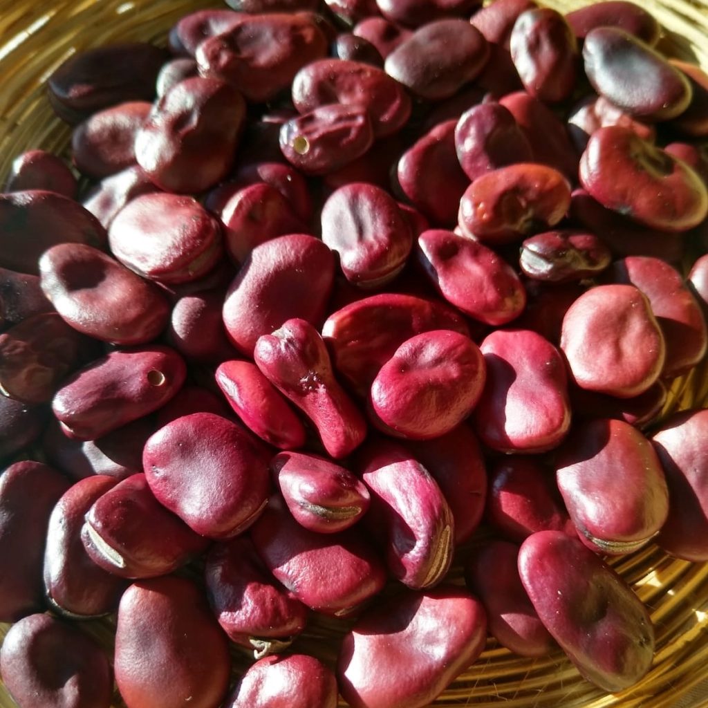 Fève Red Épicure - Conservatoire Mille Variétés Anciennes