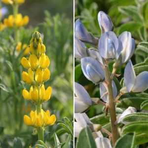 Duo Lupin Engrais Vert : Jaune Doux + Bleu doux