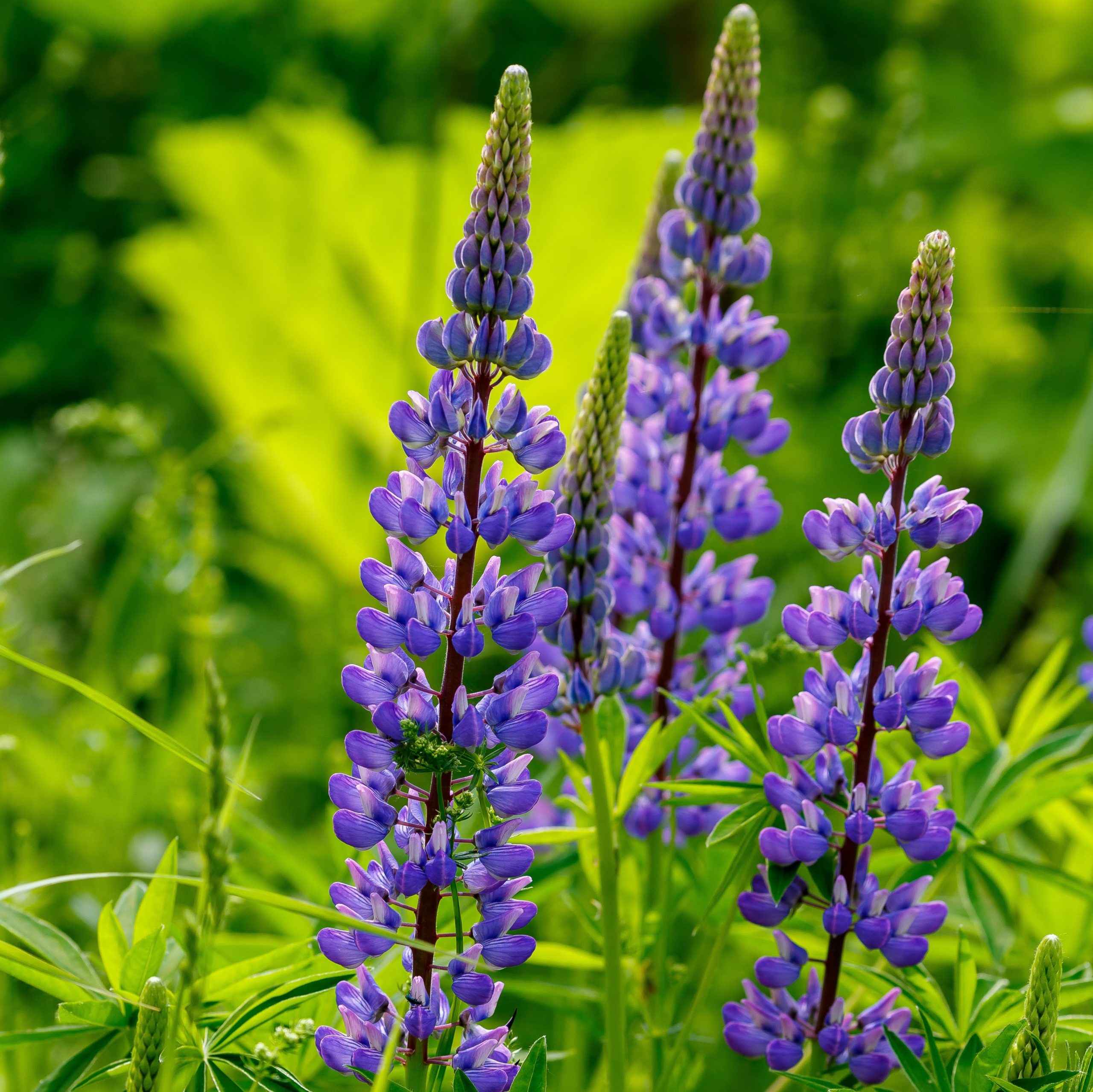 Lupin Bleu Amer - Conservatoire Mille Variétés Anciennes