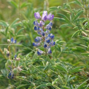 Lupin Bleu Doux 1kg
