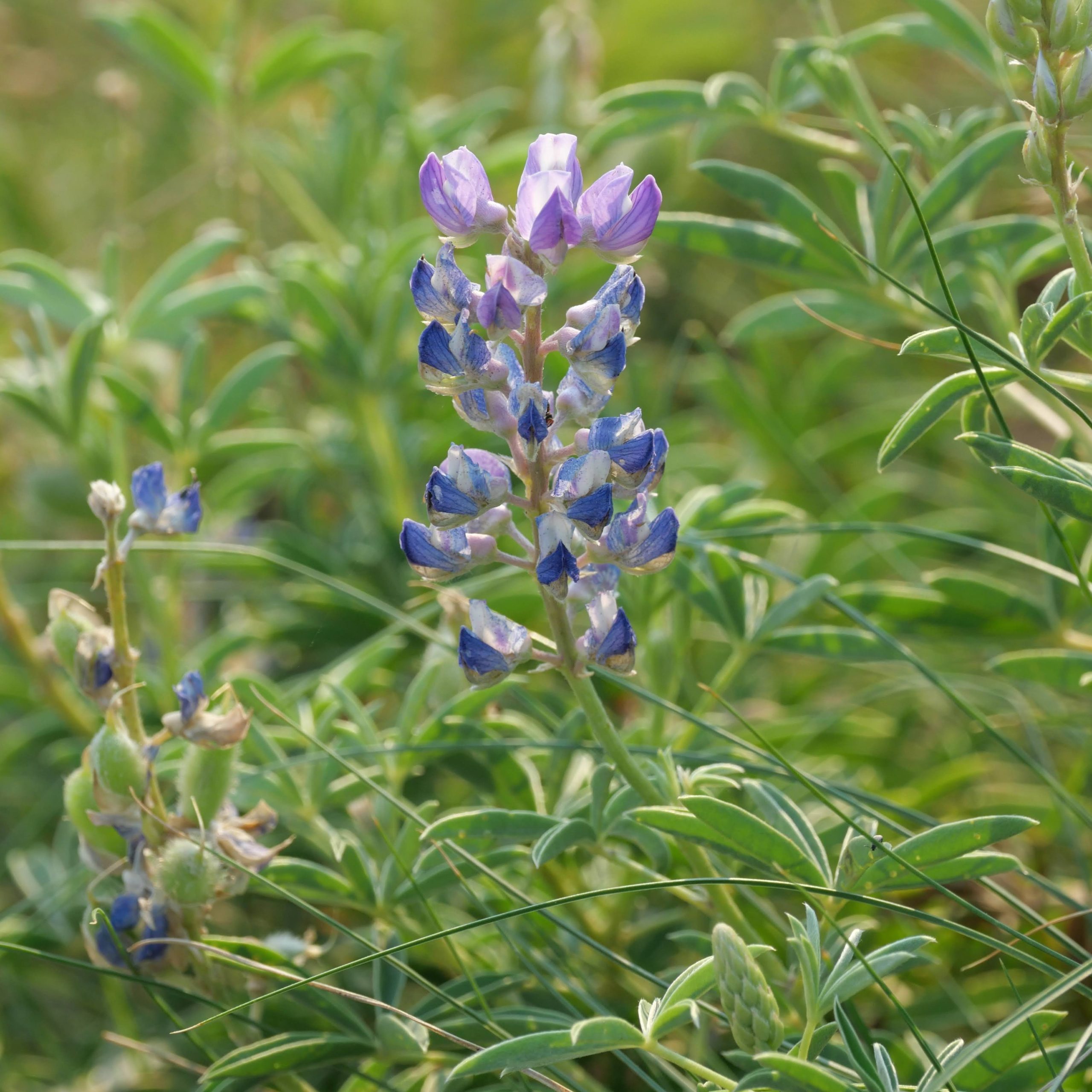 Lupin Bleu Doux - Conservatoire Mille Variétés Anciennes