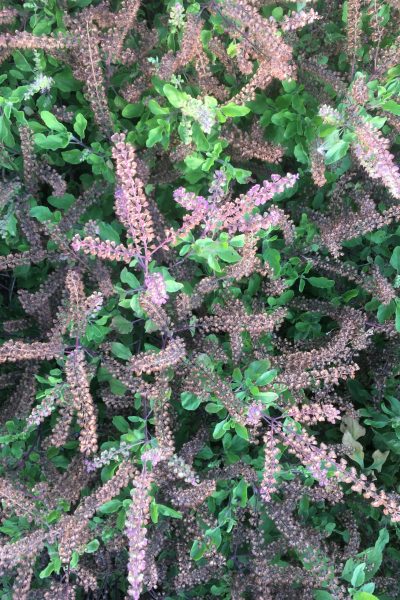 Basilic Indien Tulsi Basilic Sacré Tulsi Rama Holy