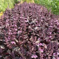 Basilic pourpre_Carre