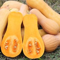 Courge Butternut
