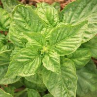 Mille Variétés Anciennes