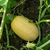 Courge Spaghetti - Conservatoire Mille Variétés Anciennes