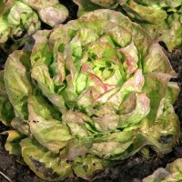 Mille Variétés Anciennes