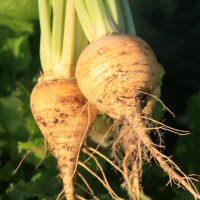 Mille Variétés Anciennes